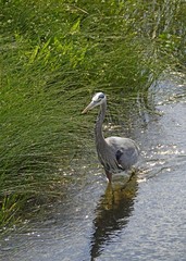 great blue Heron facing the camera standing in water beside a green sea grass area on the shore of the Estuary, Courtenay BC Canada