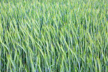 Green wheat field background.