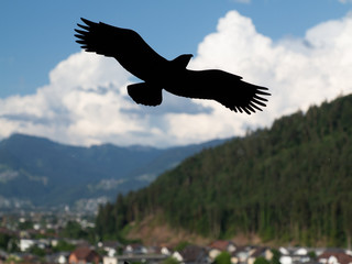 Raubvogelsilhouette auf Fensterscheibe