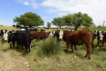 Steers fed on pasture, La Pampa, Argentina