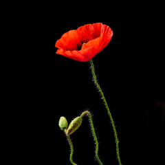 Poppies on black  © Iaroslava Zubenko