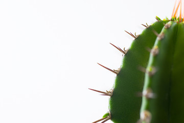 thorn of cactus, spines of desert plants