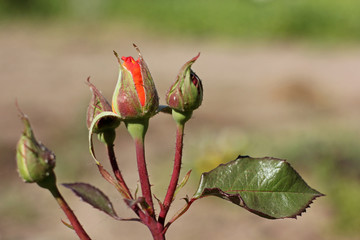 Beautiful bright rose close-up. Flowers in the garden 