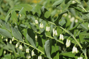 White flowers of Solomon s Seal plant of genus Polygonatum