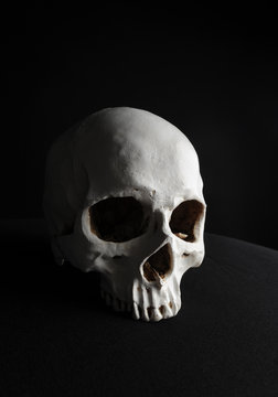 portrait of a human skull, photographed on black studio background.