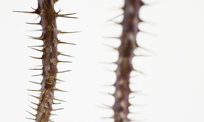 Spines of trees, on white background