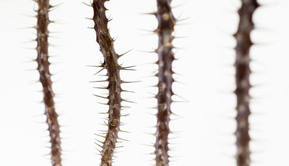 Thorns of trees