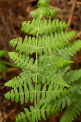 Detail of fresh young fern fronds
