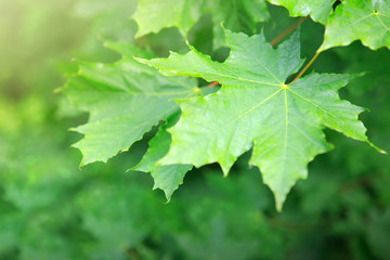 Fototapeta na wymiar Macro shot on green maple leaves.