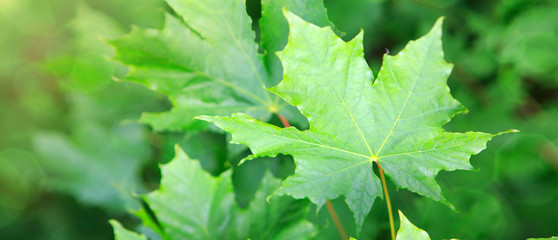 Macro shot on green maple leaves.
