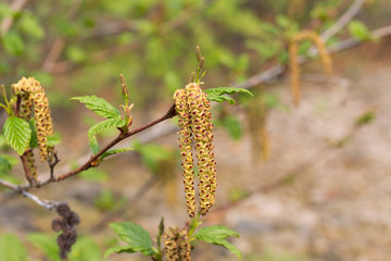 Alder branch in early summer