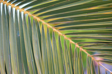 Light background palm leaf texture
