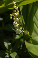 Lily of the valley is the smell of spring.