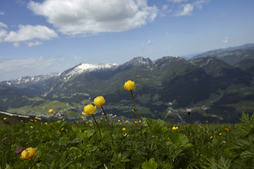 Bergwiese in den Alpen bei Oberstdorf