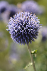 Great globe-thistle