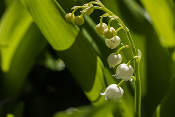 Lily of the valley is the smell of spring.