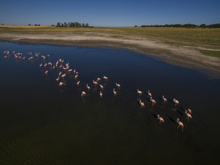 Flamingos flock aerial view, Pampas, Argentina