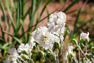 White chrysanthemum close-up. Flowers in the garden