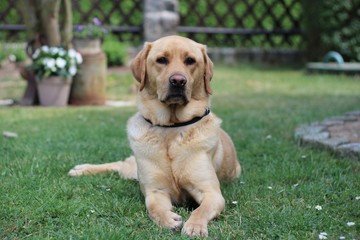 Labrador / Hund im Garten
