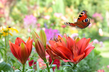 Schmetterling 441 © K.-U. Häßler