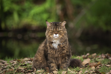 Naklejka na ściany i meble A brown cat sitting on the lawn