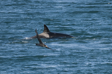 Obraz premium Orca attacking sea lions, Patagonia Argentina