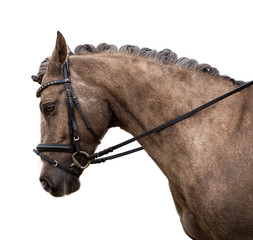 horse isolated on a white background