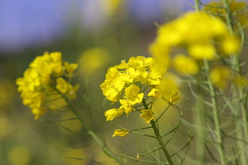 菜の花（canola flower）