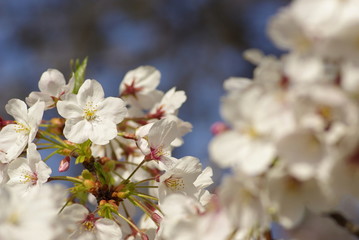 Fototapeta na wymiar 桜（Cherry Blossoms）