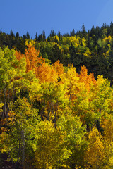 Naklejka premium Bright Autumn Color