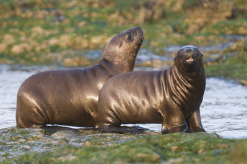 Fototapeta premium Mother and baby sea lion, Patagonia