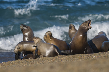 Mother and baby sea lion, Patagonia