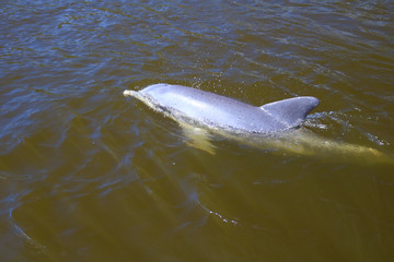 Fototapeta premium Delphin in den Everglades