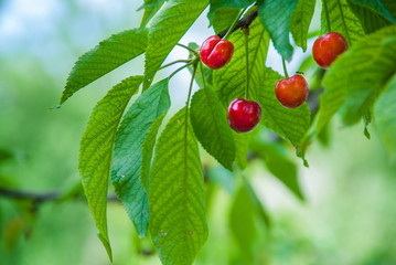 Cherries hanging on a cherry tree branch
