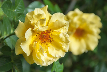 Beautiful yellow rose flower in a garden.