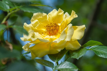 Beautiful yellow rose flower in a garden.