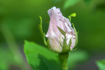 Bud of a rose on a green background