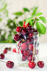 Ripe and fresh burgundy cherries in a glass vase on a background of trees and the sun