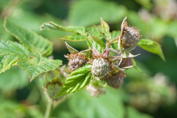 Young shoots of raspberries. Flowering raspberries.