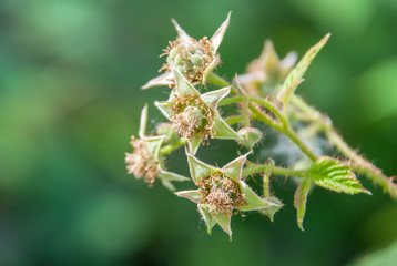 Young shoots of raspberries. Flowering raspberries.