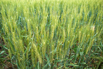 field of rye wheat