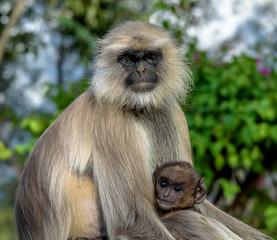 Portrait of a Mother Gray Langur Monkey and Her Baby in Rajasthan India