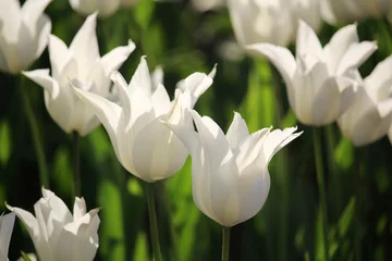 Crédence de cuisine en verre imprimé Tulipe A field of white tulips blossoming in spring