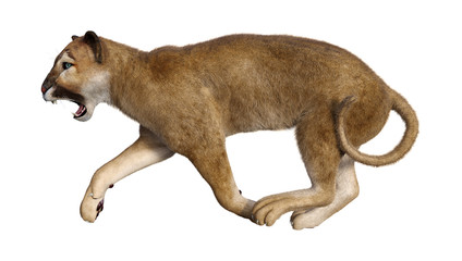 Fototapeta na wymiar 3D Rendering Big Cat Puma on White