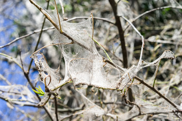 Spiderweb on tree branches. bird cherry moth Yponomeutidae