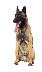 Belgian shepherd dog looking at white background