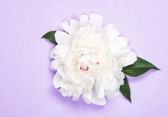 White peony flower and leaves on purple background. Top view. Flat lay.