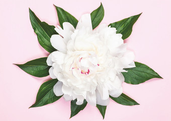 White peony flower and leaves on pastel pink background. Top view. Flat lay.
