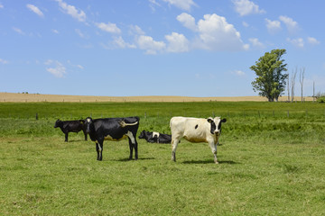 Obraz premium Steers fed on pasture, La Pampa, Argentina