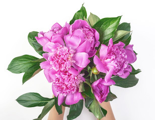 Bouquet of pink peony flowers in woman's hand isolated on white background. Top view. Flat lay.